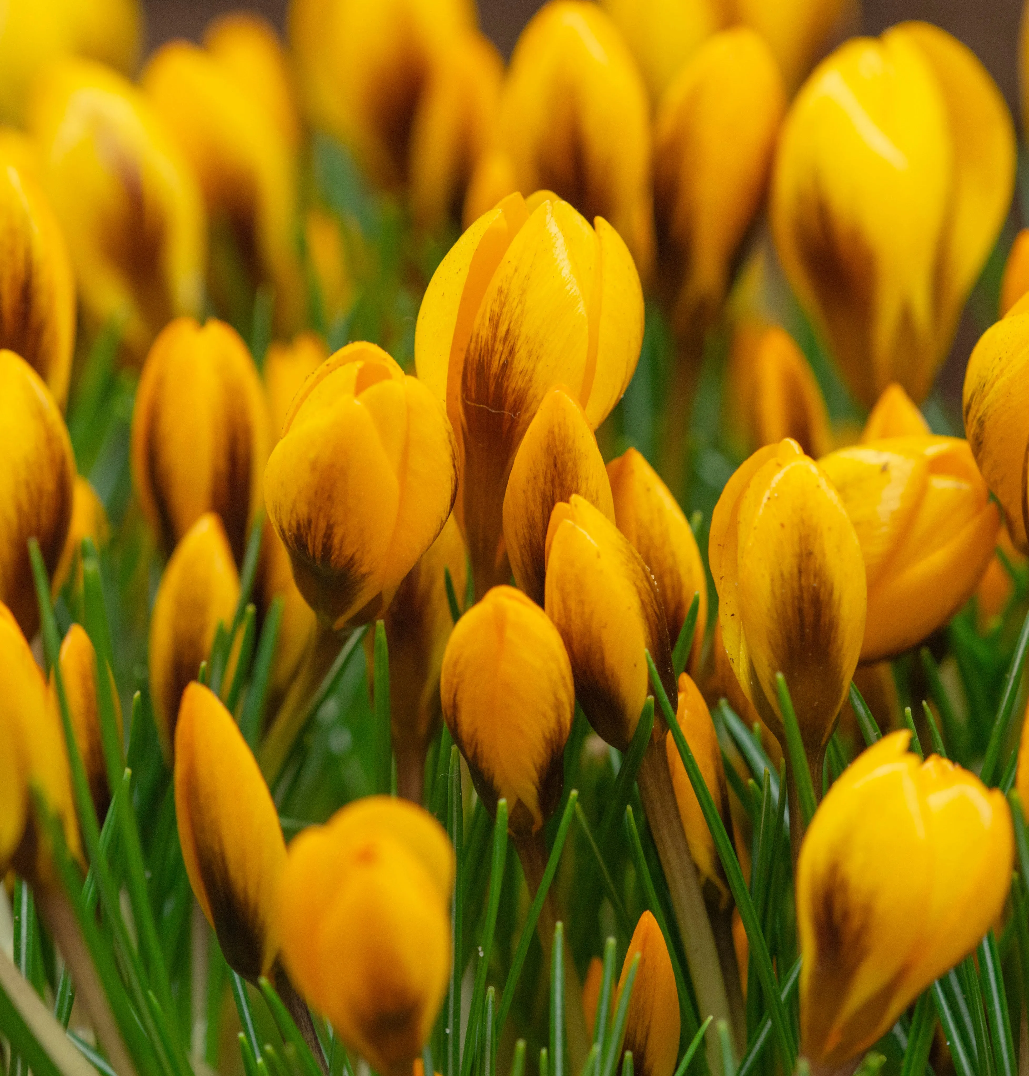 Crocus chrysanthus 'Goldilocks'