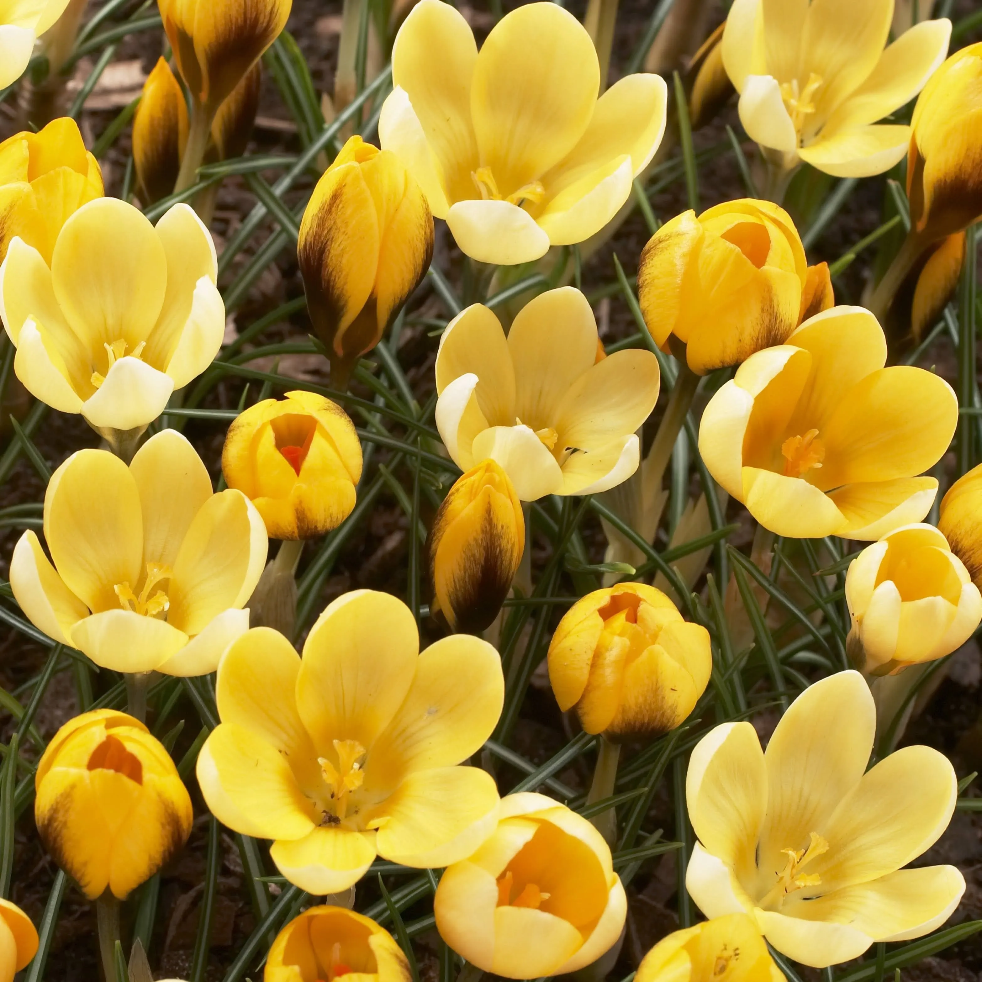 Crocus chrysanthus 'Goldilocks'