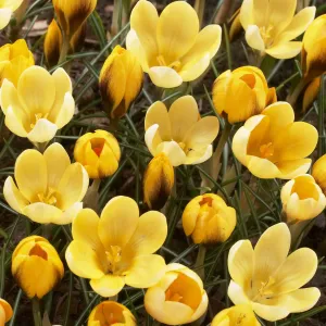 Crocus chrysanthus 'Goldilocks'