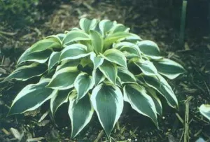 Lakeside Spruce Goose Hosta
