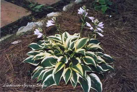 Lakeside Spruce Goose Hosta