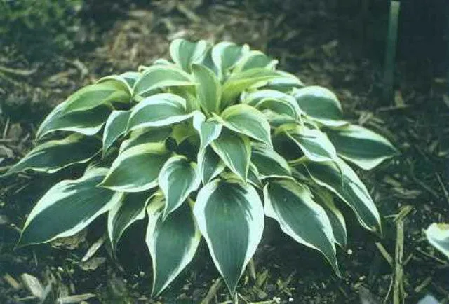 Lakeside Spruce Goose Hosta